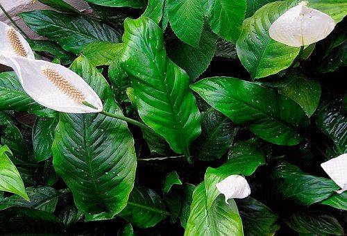 Spathiphyllum heliconios