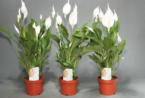 Spathiphyllum în ghivece