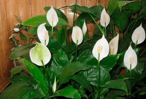 Spathiphyllum în formă de lingură