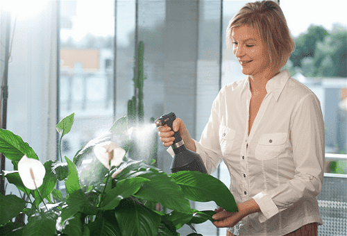 udare Spathiphyllum