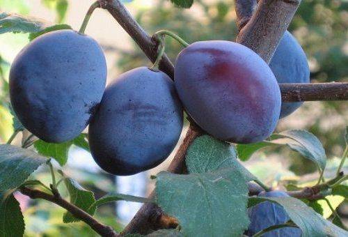fructe de prune pe un copac