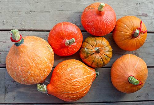 Dovlecei Cucurbita