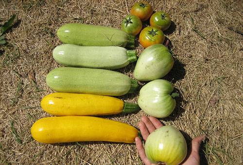 Zucchini la soare