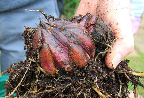 Dug Ceapa Lily