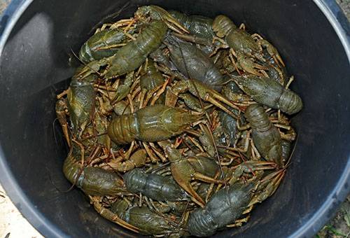 Depozitare uscată de raci