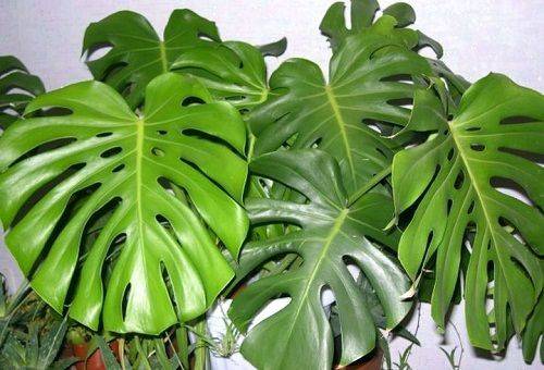 frunze monstera