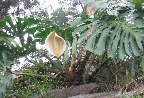 gigant monstera