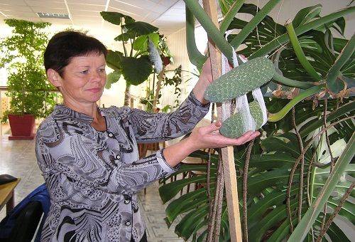 monstera în seră
