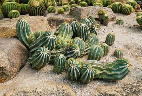 Cacti în sălbăticie