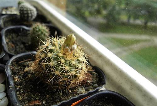 Cacti pe pervaz