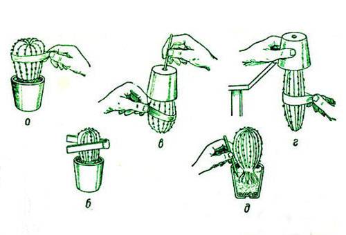 Model de transplant de cactus