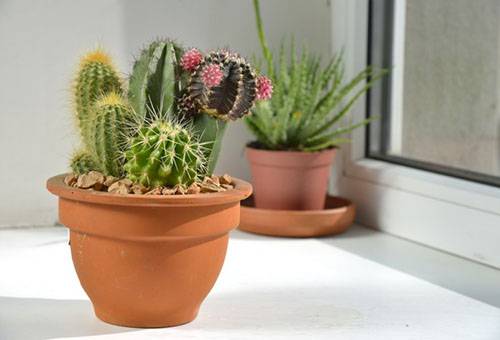 Diferite tipuri de cactusi intr-o oala