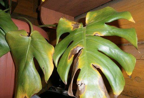 frunze monstera galbene
