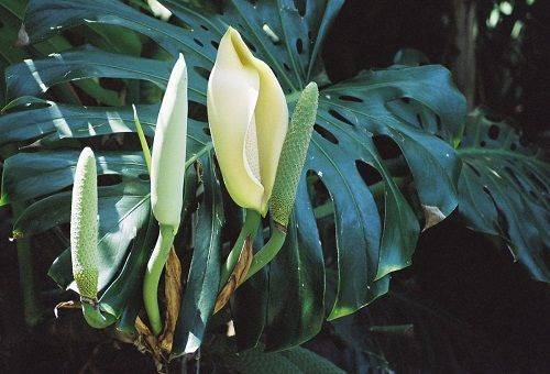 floare monstera