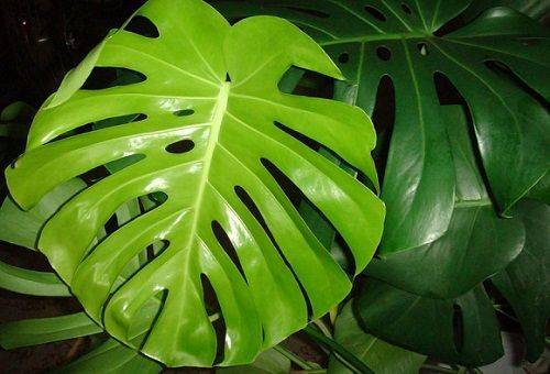 frunza monstera