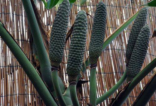 fructe monstera
