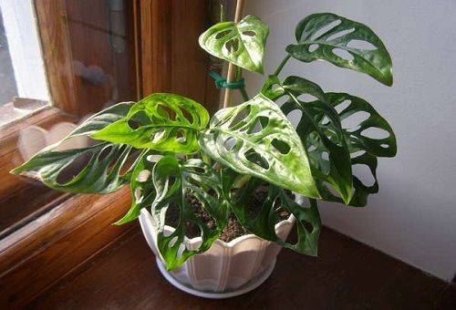 monstera acasă
