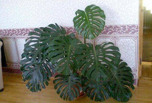monstera acasă