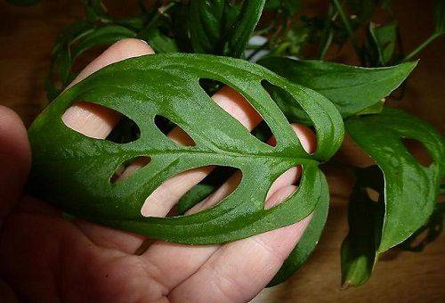 frunza monstera