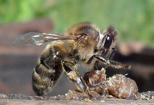 albină și propolis