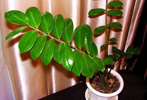 Ramura Zamioculcus