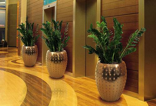 Zamioculcas în hol