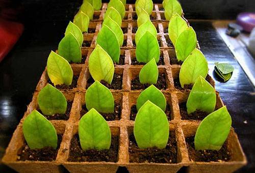 Propagarea Zamioculcus