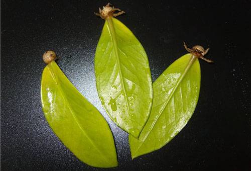 Frunze germinate de Zamioculcus