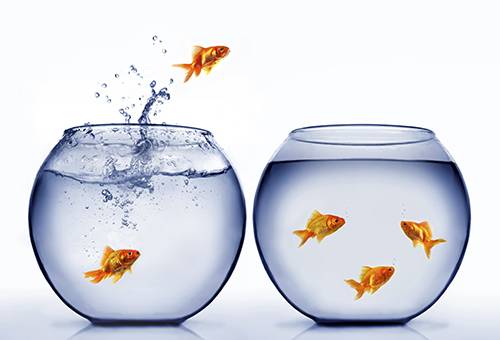 Goldfish sărind dintr-un acvariu