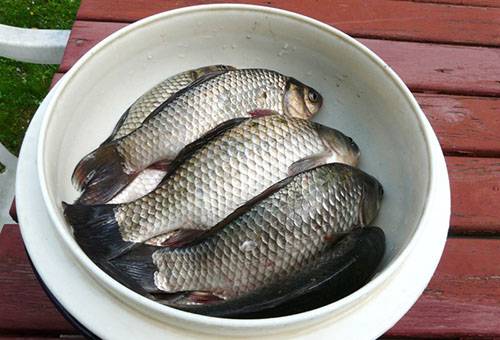 Proaspăt crucian