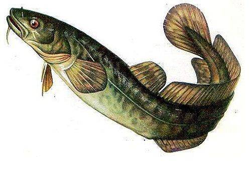 pește burbot