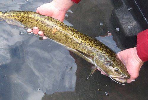 pește burbot