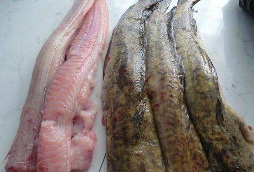 file de pește burbot