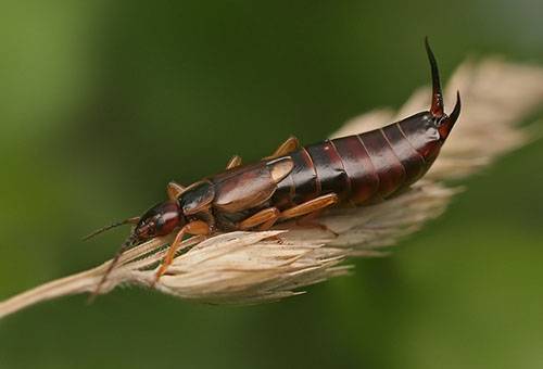 diplura