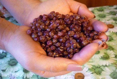 lingonberry uscat