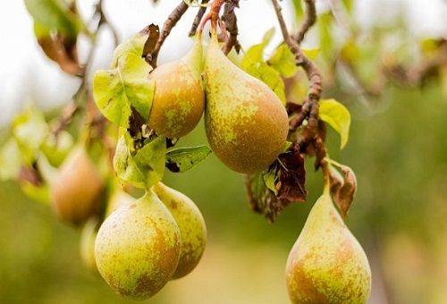 pere de iarna