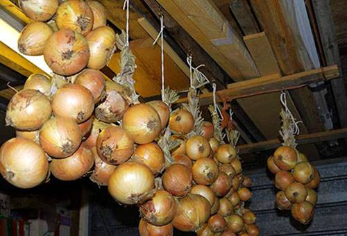 Ciorchine de subsol