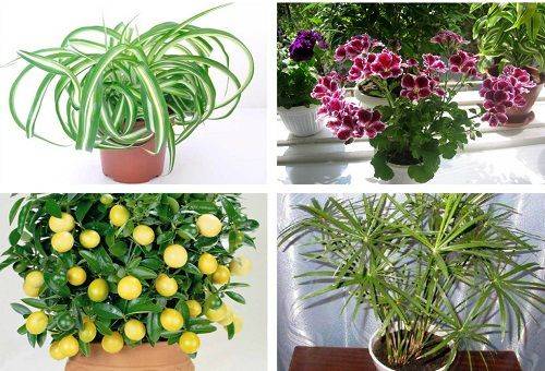 plante de acasă
