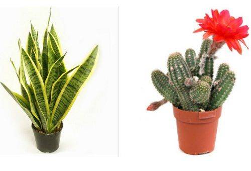Sansevieria și Cactus