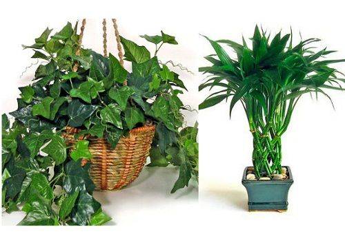 Ivy English și Dracaena