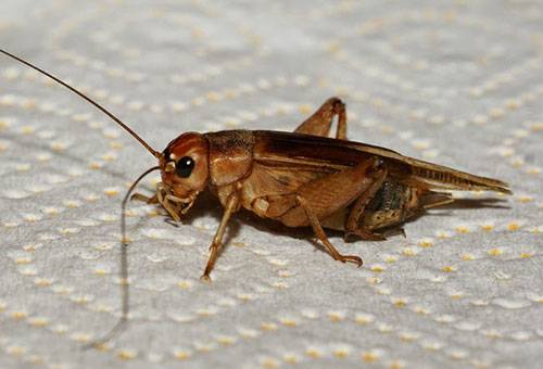 Cricket de casă