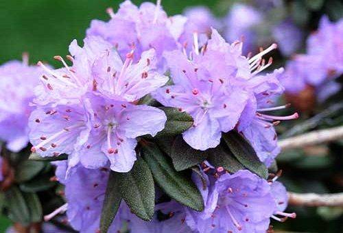 azalee liliac