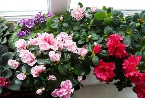 floare de azalee