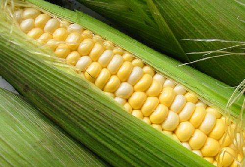 porumb pe cob