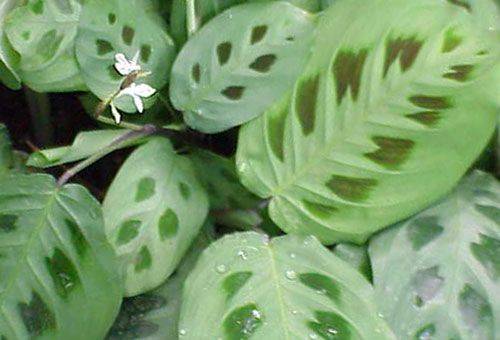săgeată verde