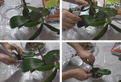 propagarea orhideelor