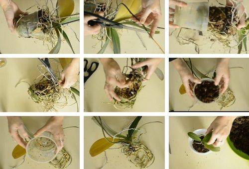 transplant de orhidee
