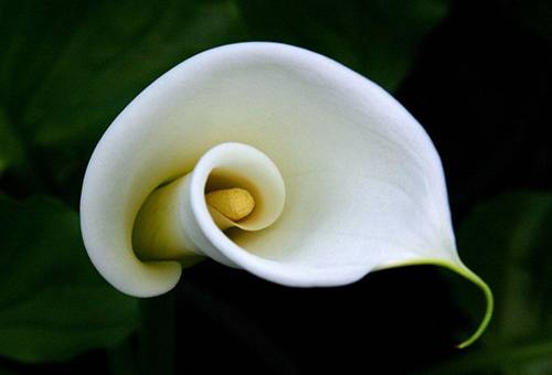 Floare albă de calla
