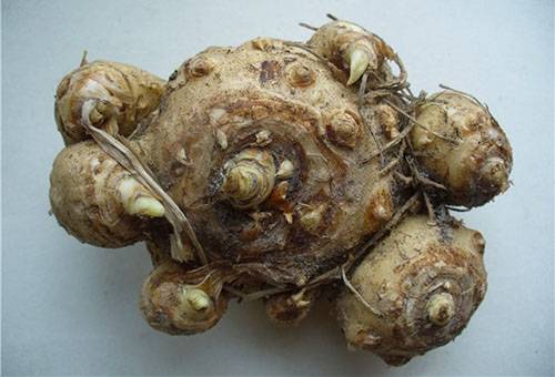 Caler tubercul