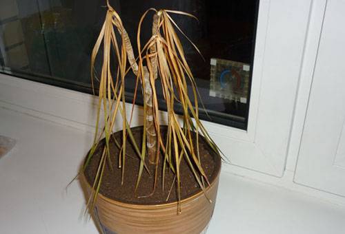 Plantă uscată într-o oală